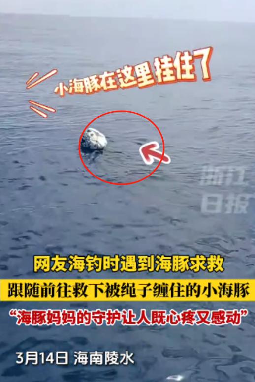 动物通灵了？3月14日，海南陵水一男子正专注海钓，突然，一只海豚出现，围绕船只疯