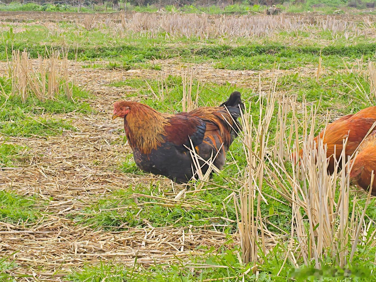 乡下的鸡，看着好肥美，味道一定不错