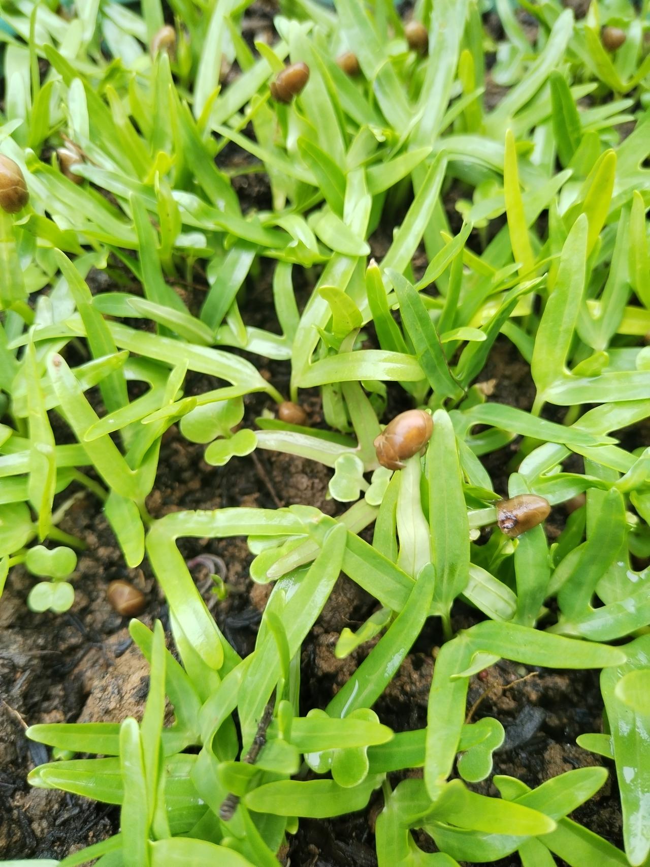 【趣联联趣】上联：竹苗，初蒸递酒庭前客下联：？【一字千金】《访春·其四》