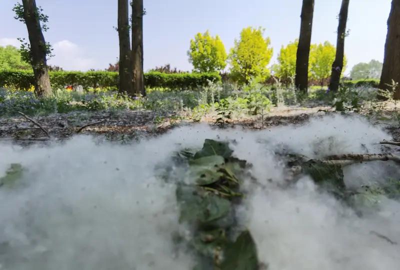 别再让杨絮柳絮满天飞！每年春夏的“白色灾难”，该治了每到春夏交替，漫天飞舞的
