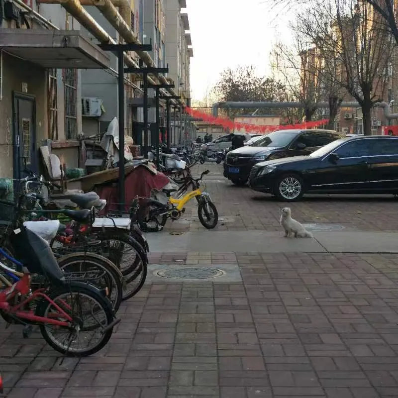 单元被封控，一只小狗被关外面了。