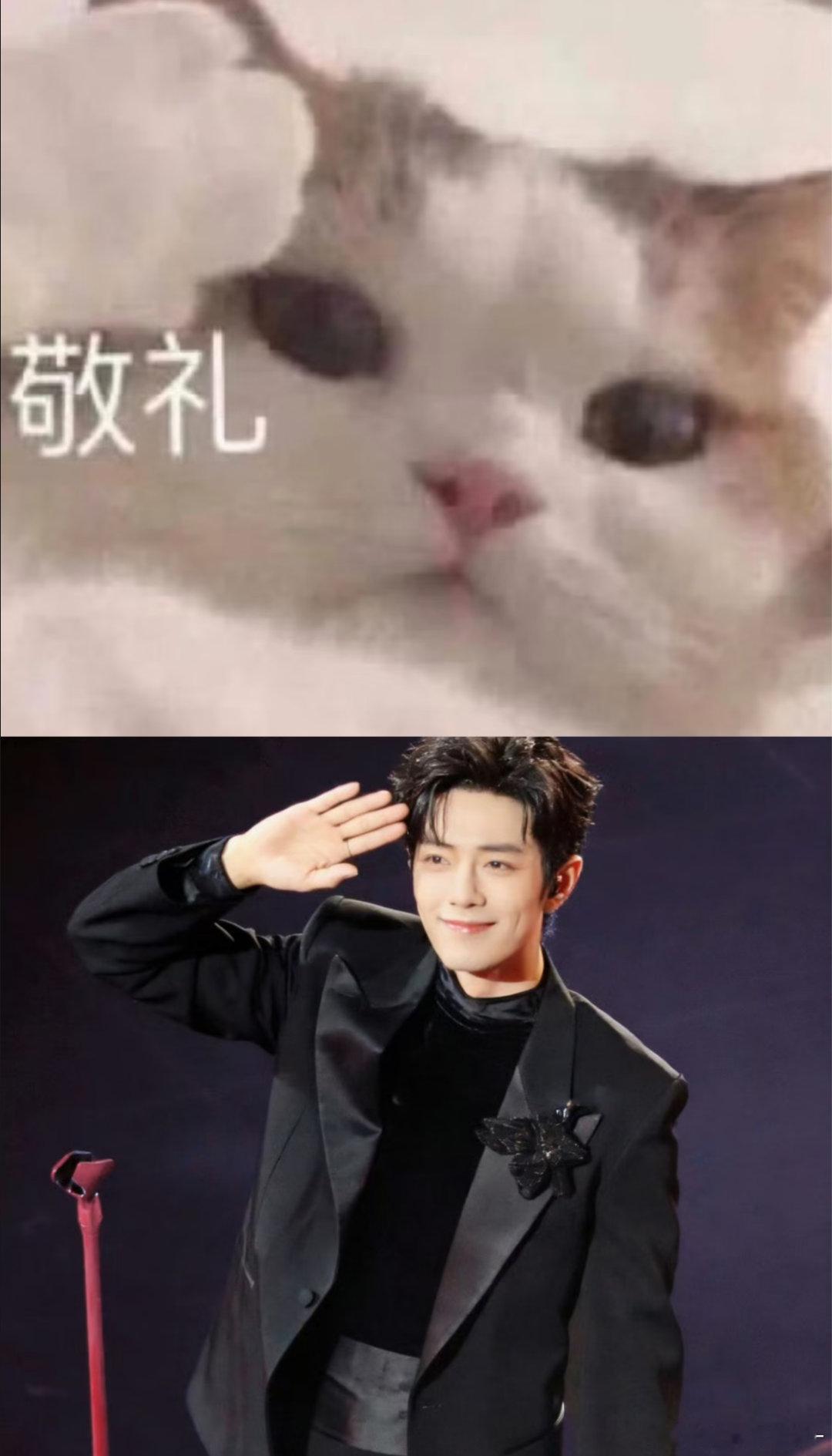 肖战小猫敬礼就这样萌