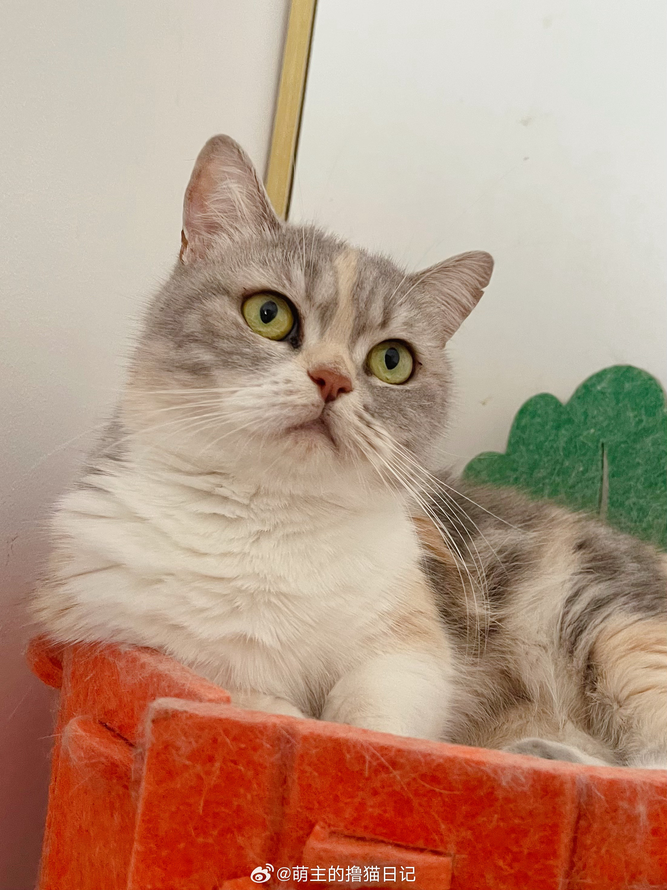 臭脸小猫咪日常吸猫