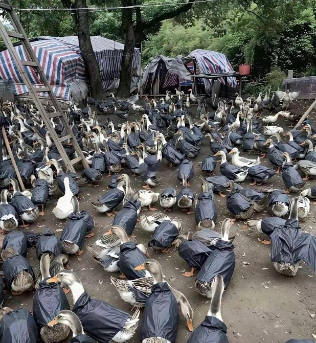 为什么要给它们穿雨衣？