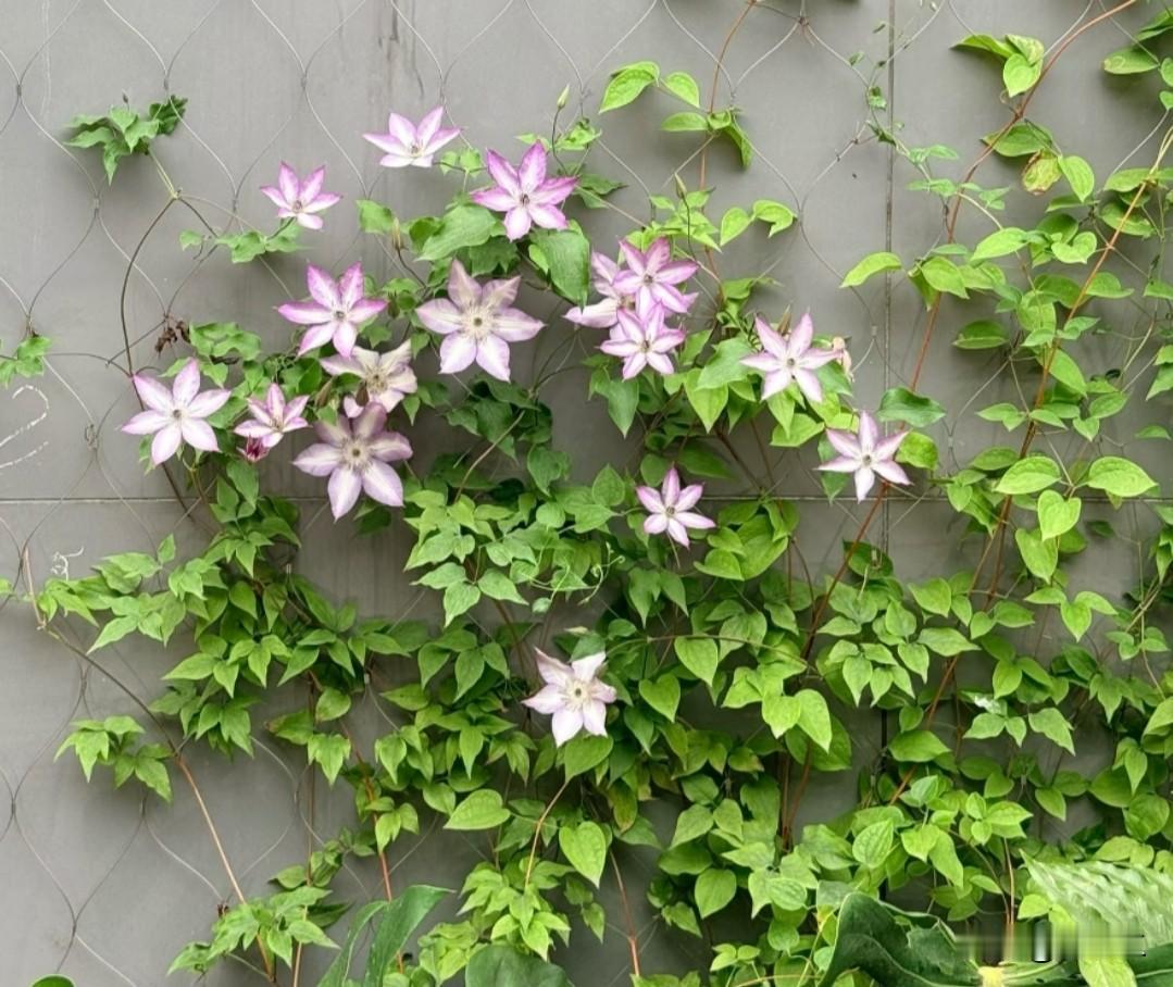 出门散步竟邂逅了一份小惊喜！墙面上的铁线莲肆意攀爬，热闹非凡。粉白渐变