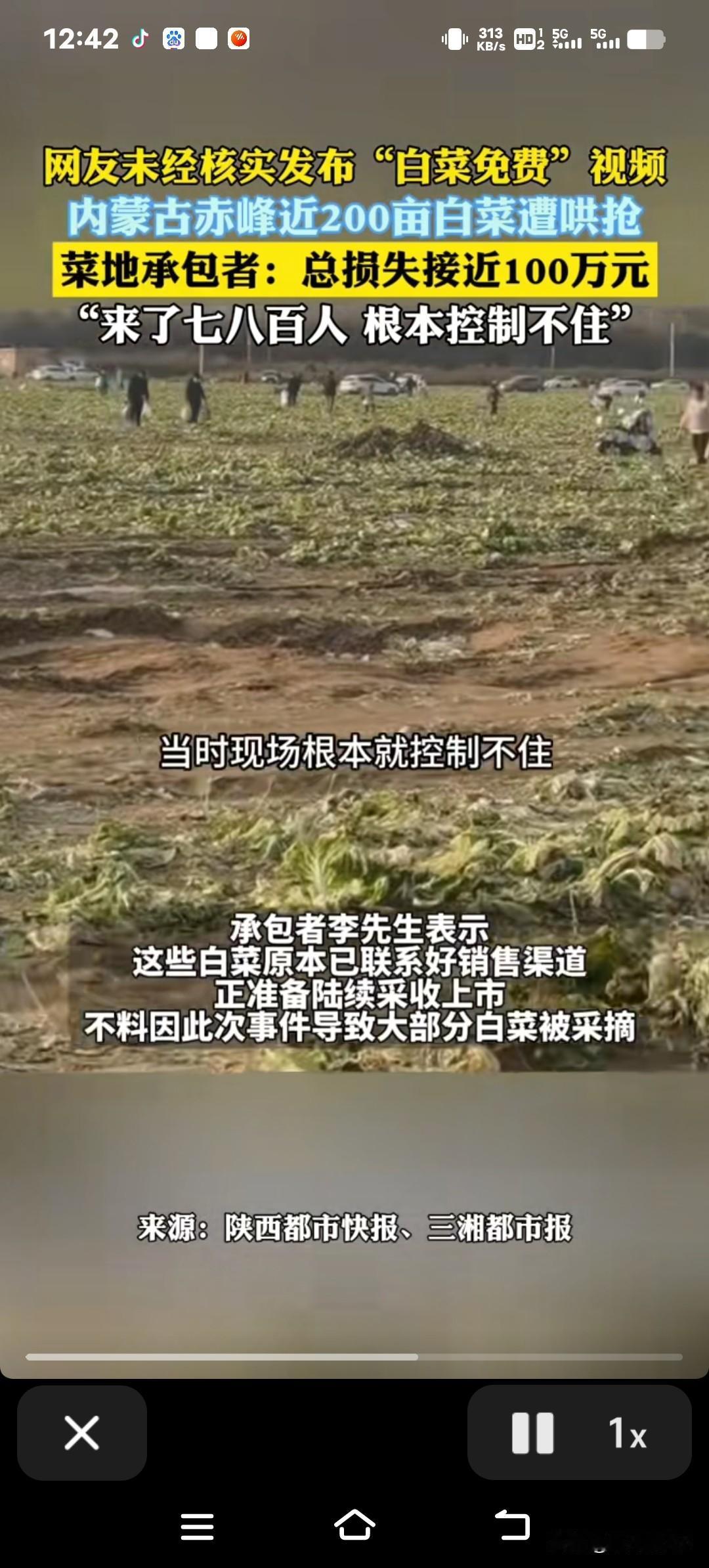 白菜遭疯抢后续：菜农靠喝酒解闷，上百亩辛苦种的白菜转眼就没了，一年的心血全白费了