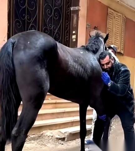 价值百万的赛马，在赛道上腿咔嚓一声折断时，冲上来的兽医手里拿的不是夹板，而是一支