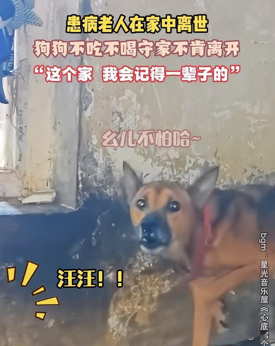 一位独居老人养了一只狗狗，一直来都很照顾它，它也很依赖主人，可最近老人因病去世了