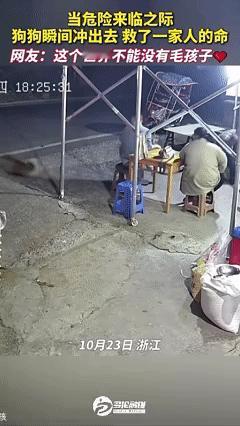 “这狗是来报恩的”!浙江,一家人坐在外面聊天,突然,自家的土狗疯了似的叫着往外冲