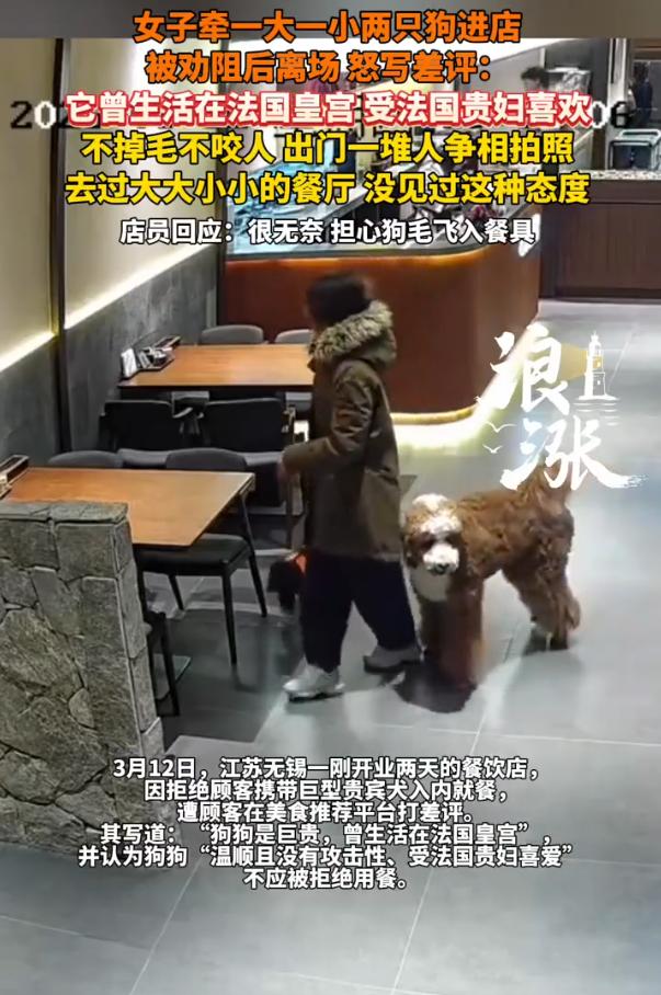 这就是巨婴！江苏无锡，一女子牵着一条巨型贵宾犬到饭店就餐，店家担心狗狗掉毛就拒绝