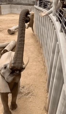 这只大象也太好了吧！一只小猫不小心掉了下去，大象马上就用鼻子把它给送回来了！​