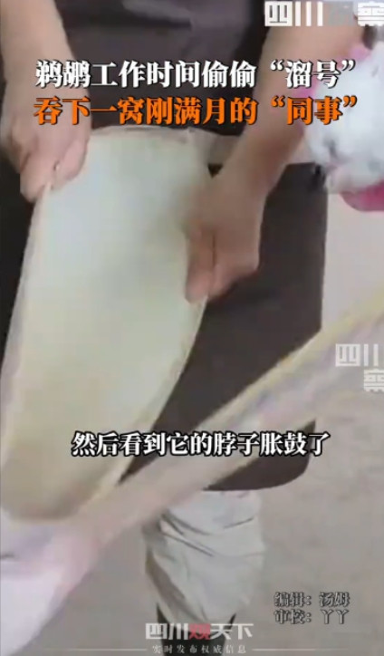“命运多舛！”四川宜宾，一动物园的鹈鹕趁没人溜进了休息室，偷偷吞下几个兔子“同事