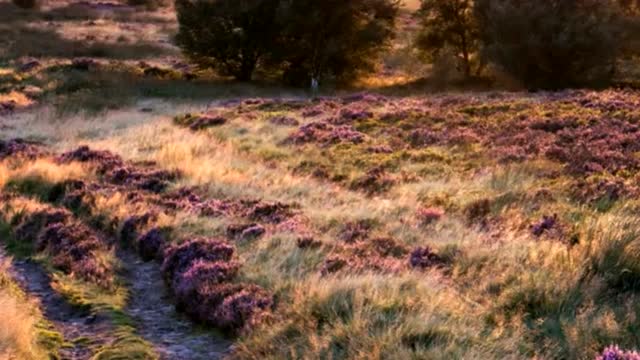 唐古拉风暴3 第一集(1)_土豆视频