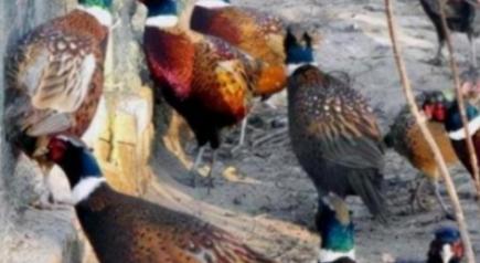 东北野鸡泛滥成灾，为何很少有人吃？当地农民直言：“别说吃了，我们甚至都不敢招惹它