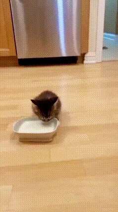 🐶救命！这只小狗的戏精程度，直接拉满天花板！视频里的小奶猫也太乖了吧！围