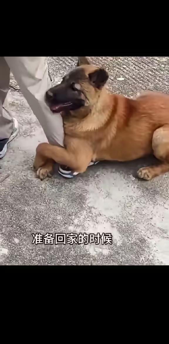 狗子突然抱住主人腿不让走，真相让人瞬间泪崩，看完我沉默了很久昨天晚上，我刷到