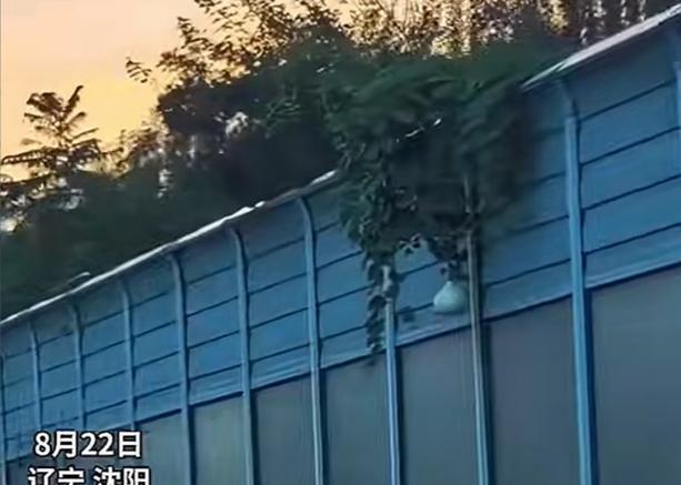 沈阳二环上的网红葫芦被摘了！这颗生长在沈阳二环快速路隔音屏障上的大葫芦，得到了