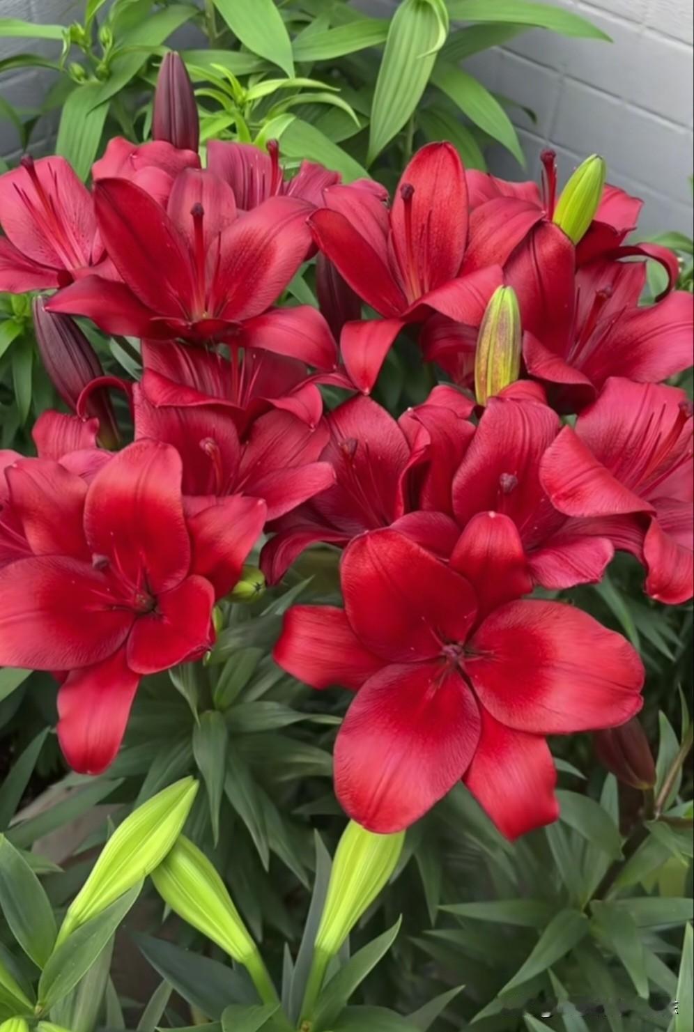 百合花，红得热烈，粉得温柔，白得纯净，每一朵都像在诉说心事。红百合寓意“百事合意