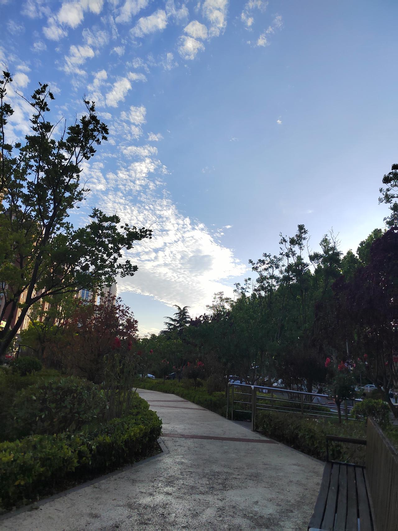 分享随手拍的景色人间最舒服的瞬间，就是下班偶遇青岛这般澄澈晴空，绿树清风，日常里