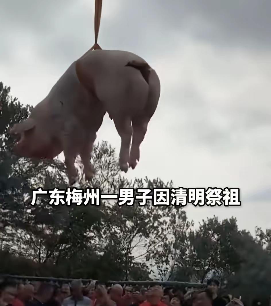 梅州一男子用无人机吊运猪羊上山祭祖，这波操作直接火出圈，看似脑洞大开，实则满是