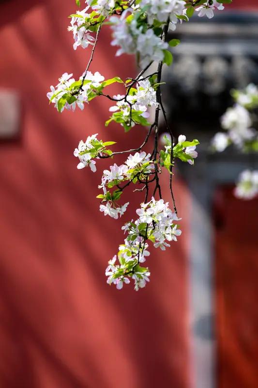 长高的科学方法有哪些?孩子长高的季节是春天，只要睡眠充足，营养均衡，加强锻炼，拉