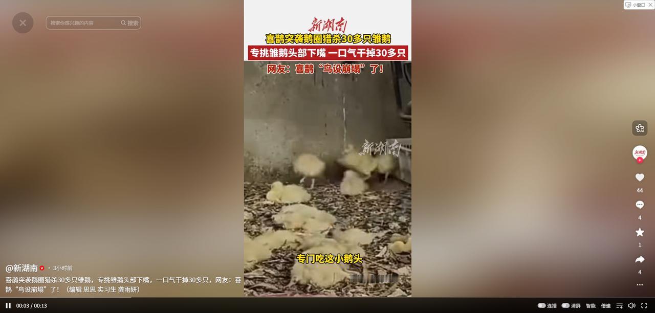 解释不清了！4月27日，辽宁凌晨，喜鹊潜入鹅圈，连环揪掉30多只雏鹅脑袋。监控全