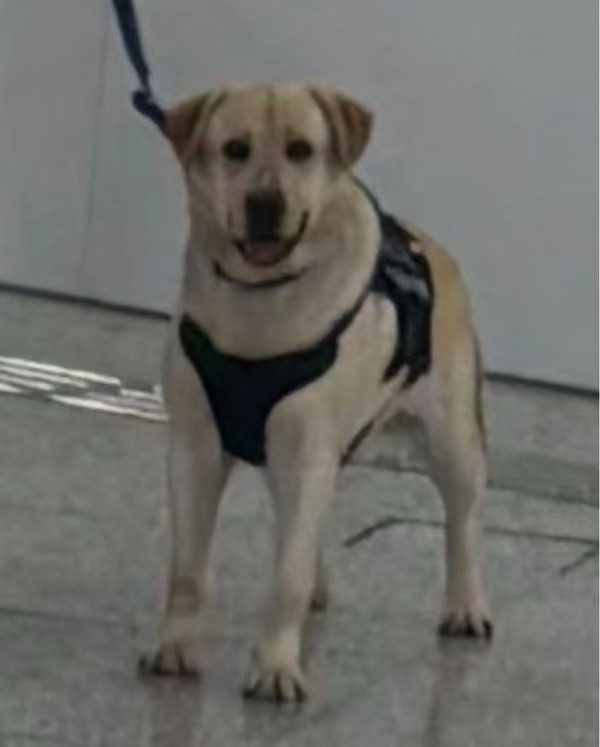 车若初见这小眼神，饿一天了吧