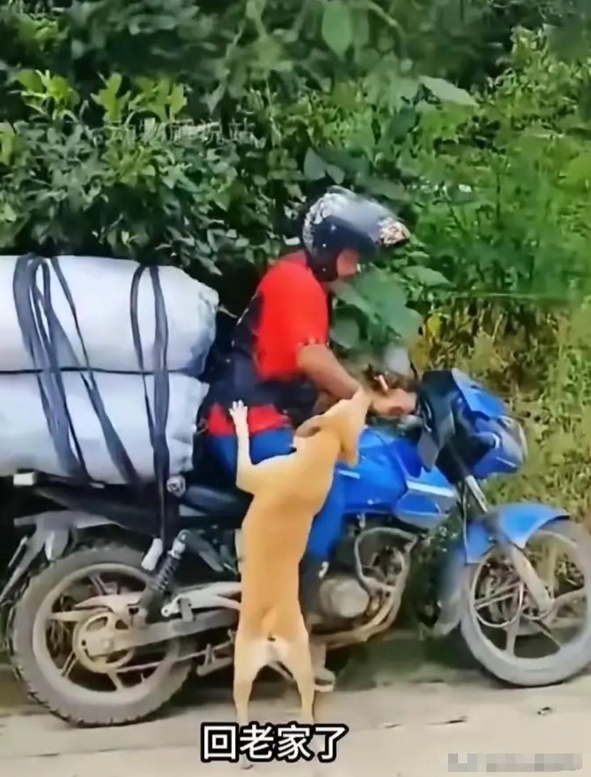 万物有灵。一处工地的务工男子工期收尾，打包好铺盖行李准备动身回老家。他在工地待了