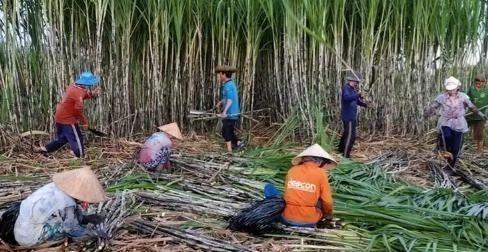 越南变化确实大，以前喊越南人过来广西砍甘蔗，一天50元人民币，后来变100人民币