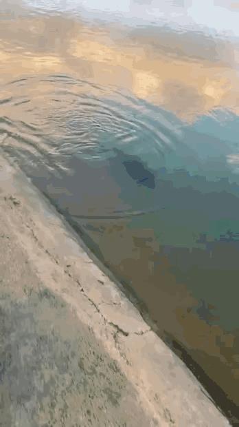 听说这种水生物在水里的力气非常大！专门攻击落水的人类……不知真假？