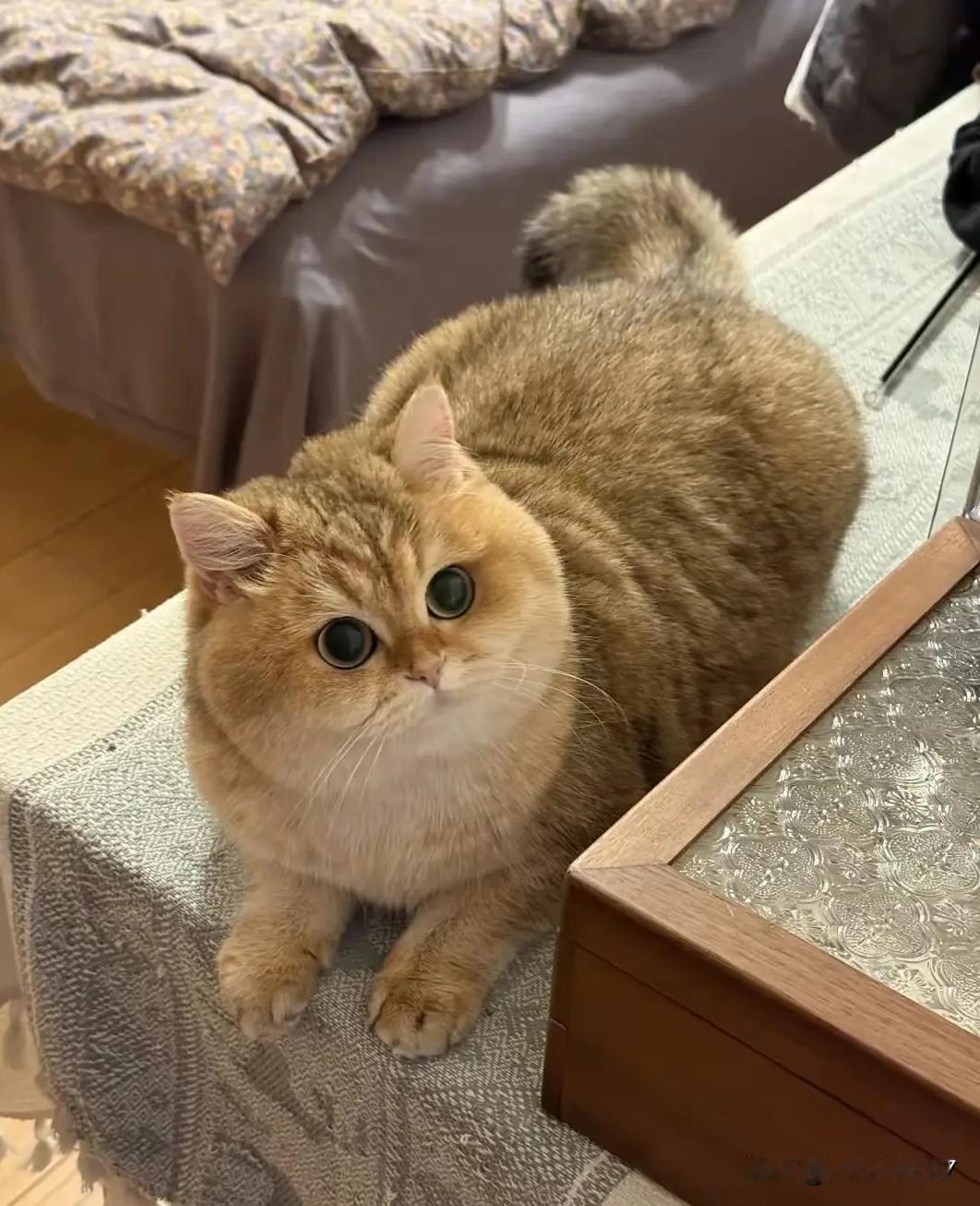 真香现场！当初赶猫走的老爸，现在把猫宠到失控网友抱回猫咪时，老爸满脸嫌弃，