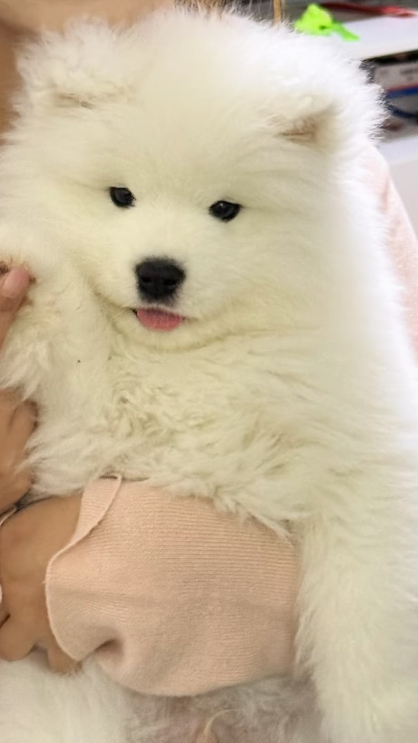 小斗爱吐舌