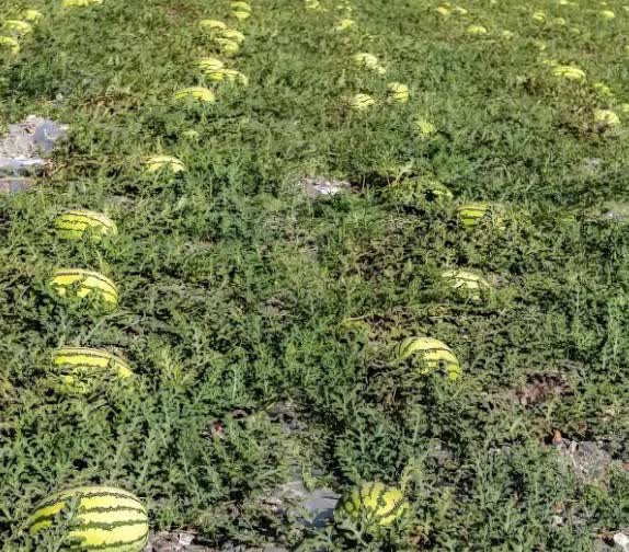 河南鹤壁，男子赵丰收种了200亩西瓜。当天，一对母女刘芳与李晓燕骑着电动车悄然而