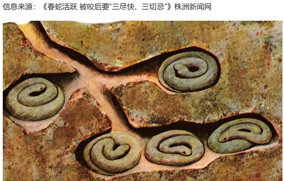 蛇冬眠的时候，它自身的处境有多危险？一位与蛇打了半辈子交道的捕蛇人说得直白：一旦