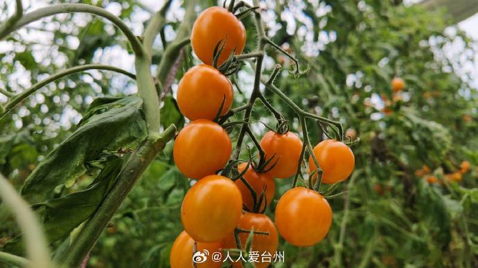 丽水青田数字大棚种出甜蜜致富果黄妃、浙樱粉1号挂满藤蔓，7000余株种苗在"智