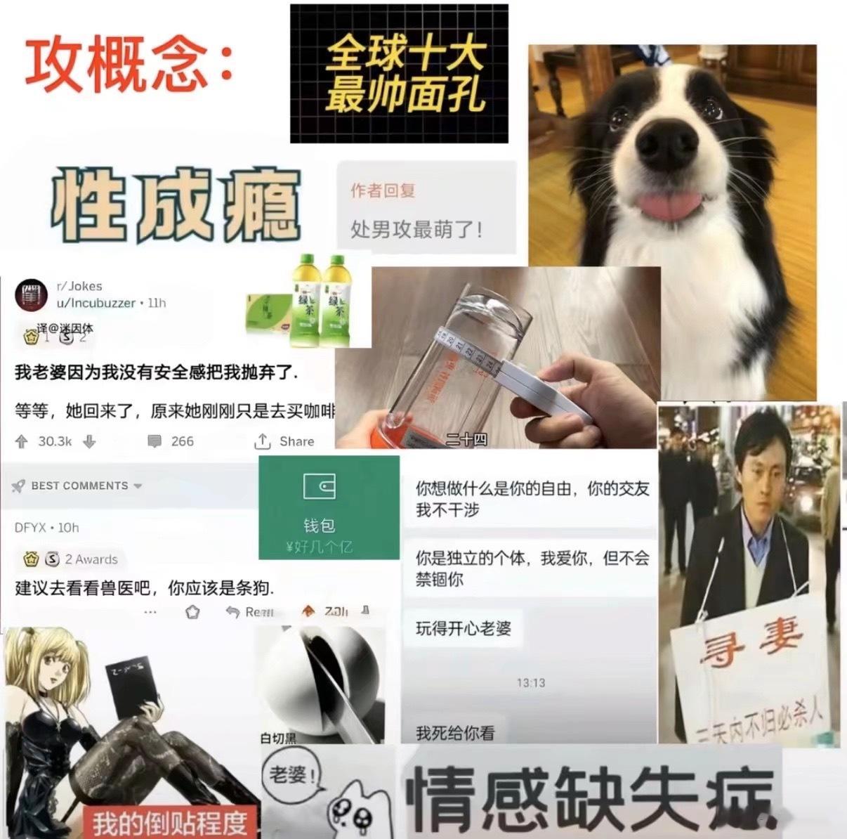 边牧都出来了绝对是家1