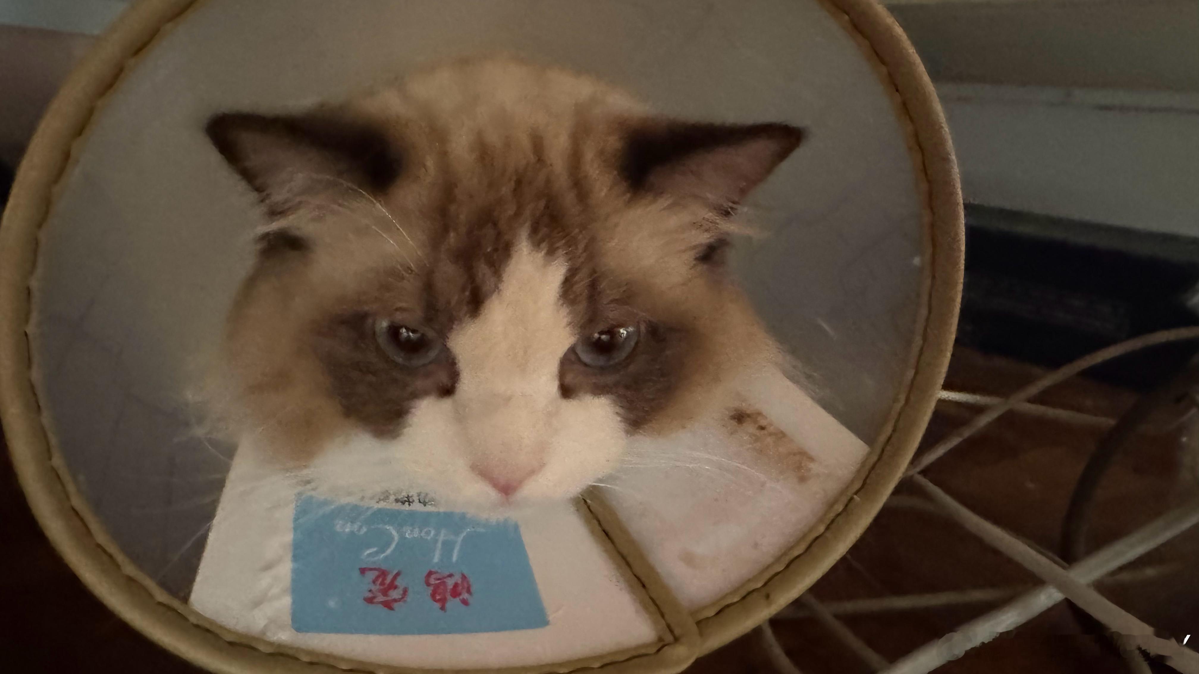 完了完全变了个猫躲起来不见人了我叫也不回应了……