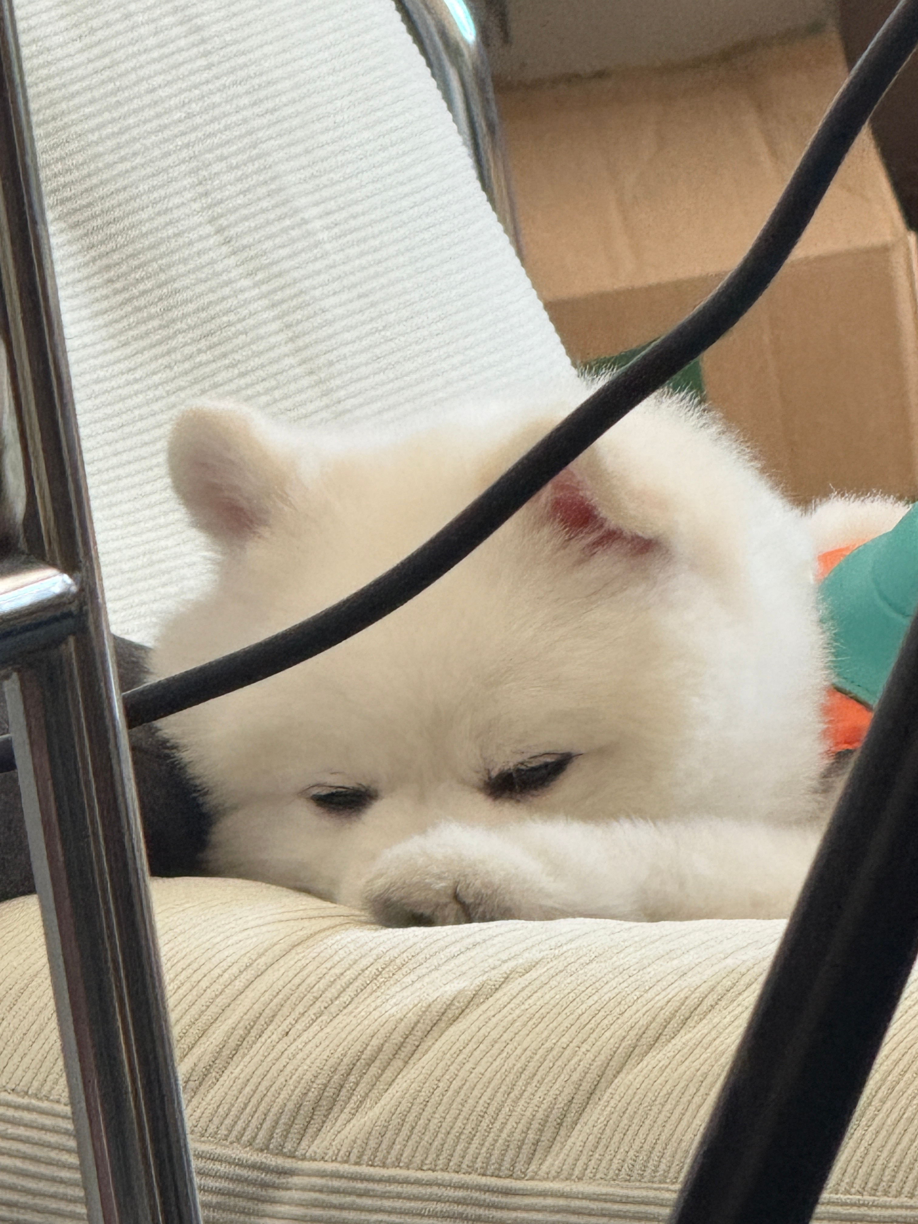 好可爱好贼​​​