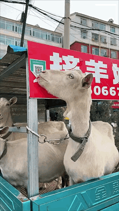 这是一只有思想的羊[捂脸哭]