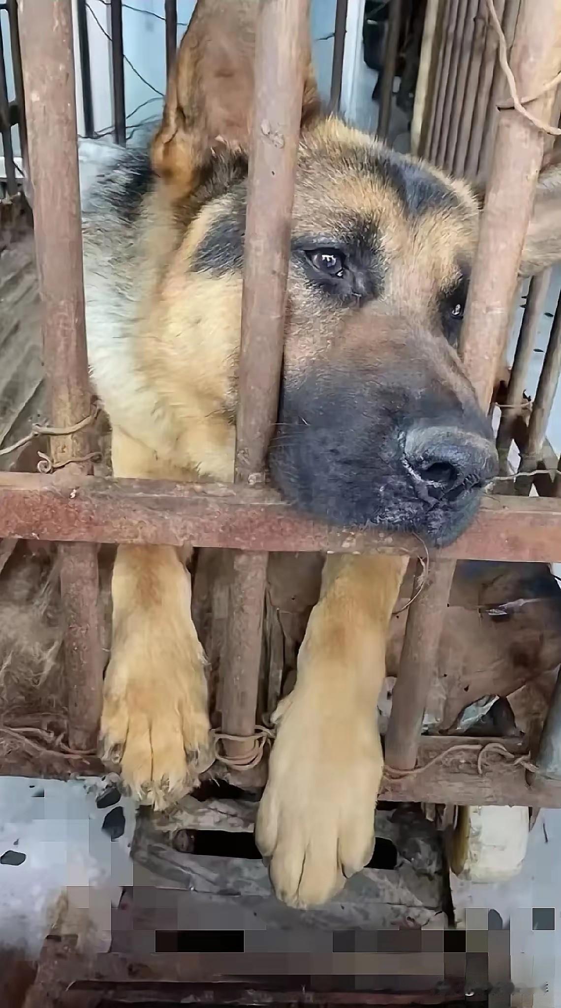 真的太幸运了！狗狗被主人卖到了狗肉馆，面对地上的血腥味，它并没有恐惧，而是嘴巴搭