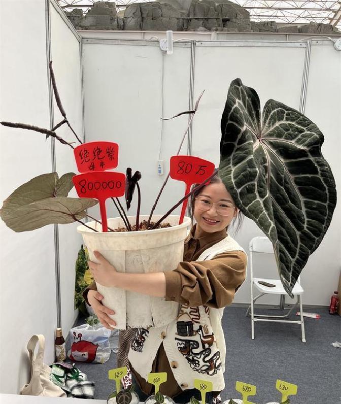 在浙江桐乡的农田边上，一个大棚居然变身热带丛林，95后姑娘廖万甜从城里白领摇身一