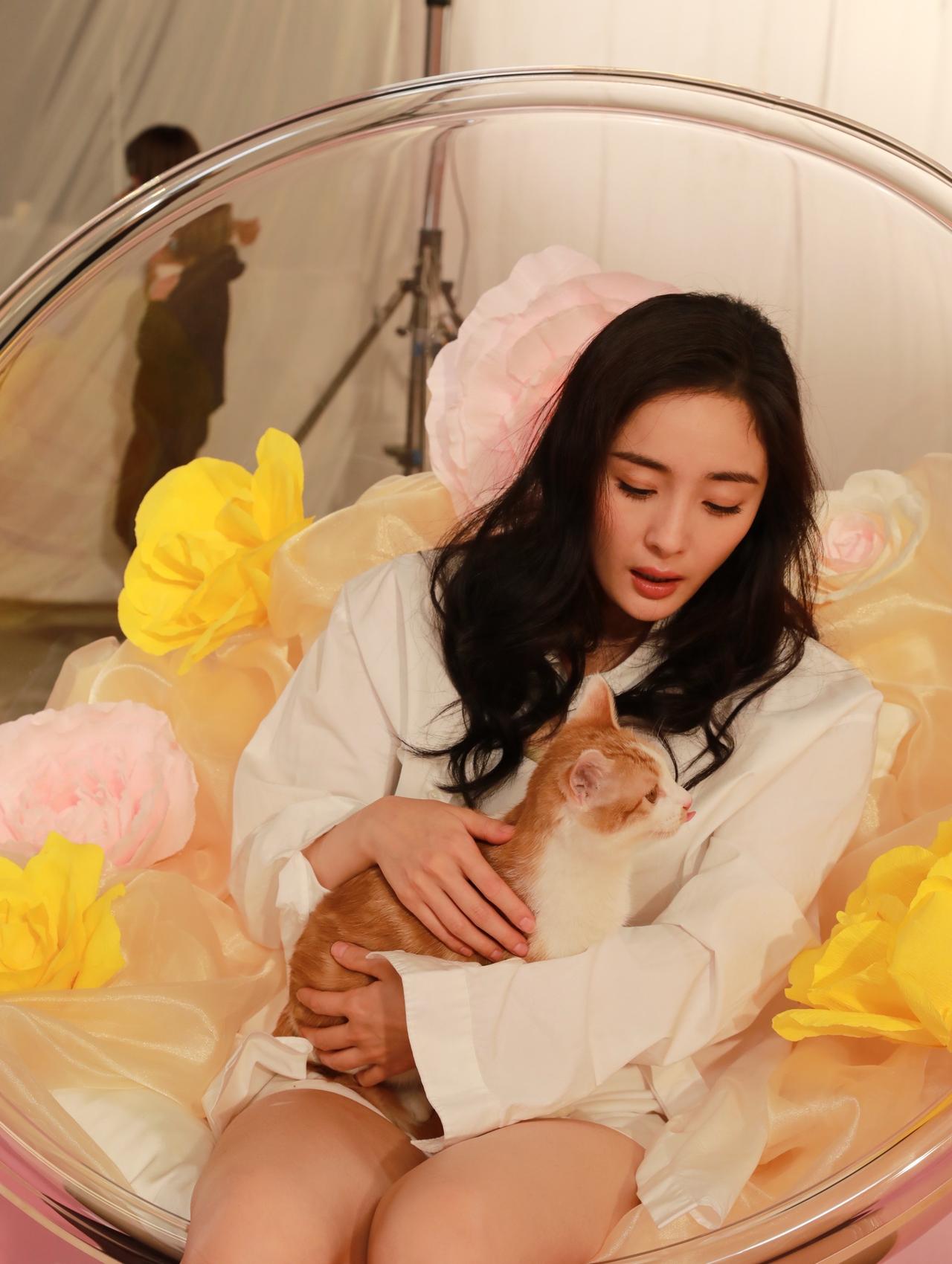 杨幂跟小猫！杨幂向全世界安利她不愧是她金晨猫