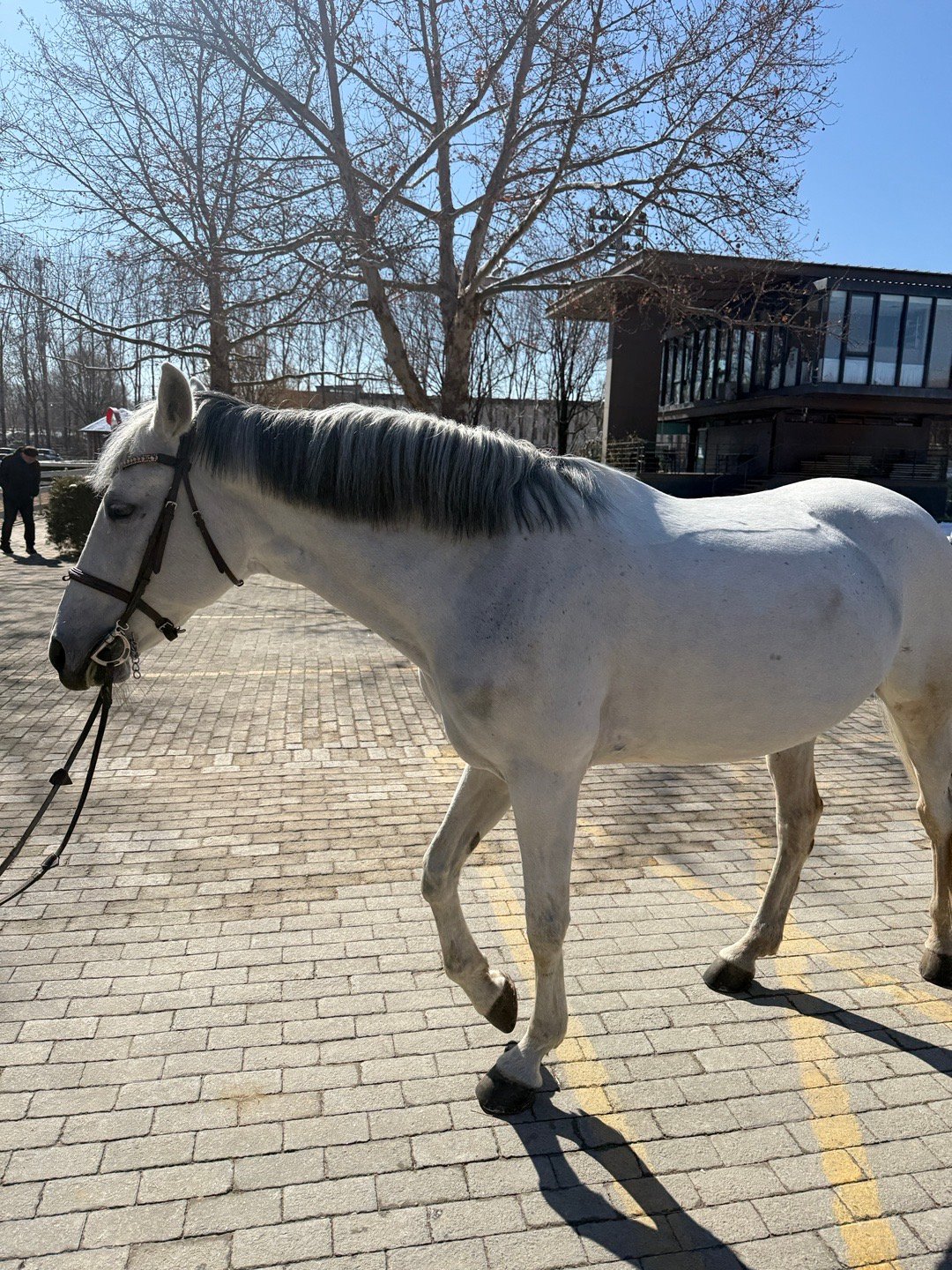 马场的餐厅都叫草料屋，给我这个都市牛马补充一点草料，下午还要继续搬砖呢！卷妹的日