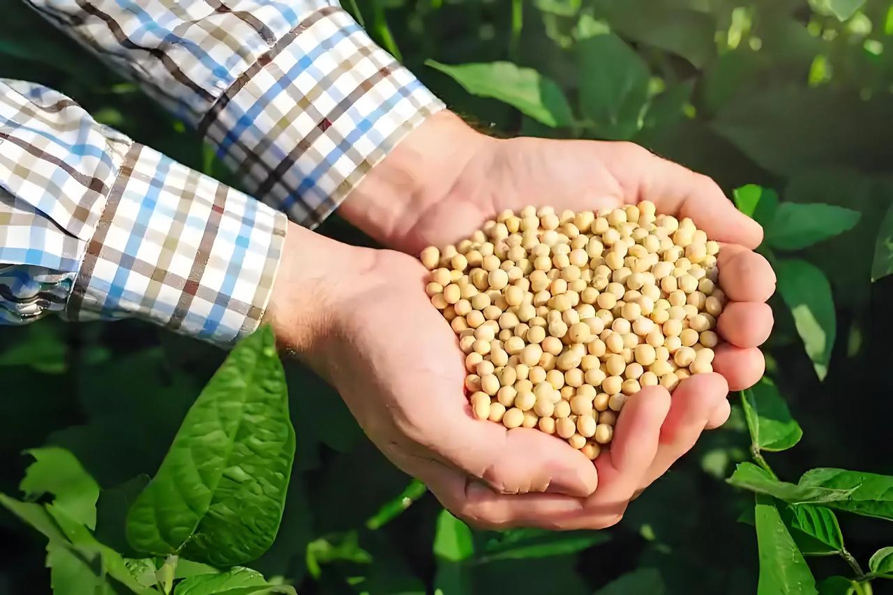 200万吨大豆烂港,巴西错判中国贸易底牌!巴西圣保罗港的码头彻底乱了!200