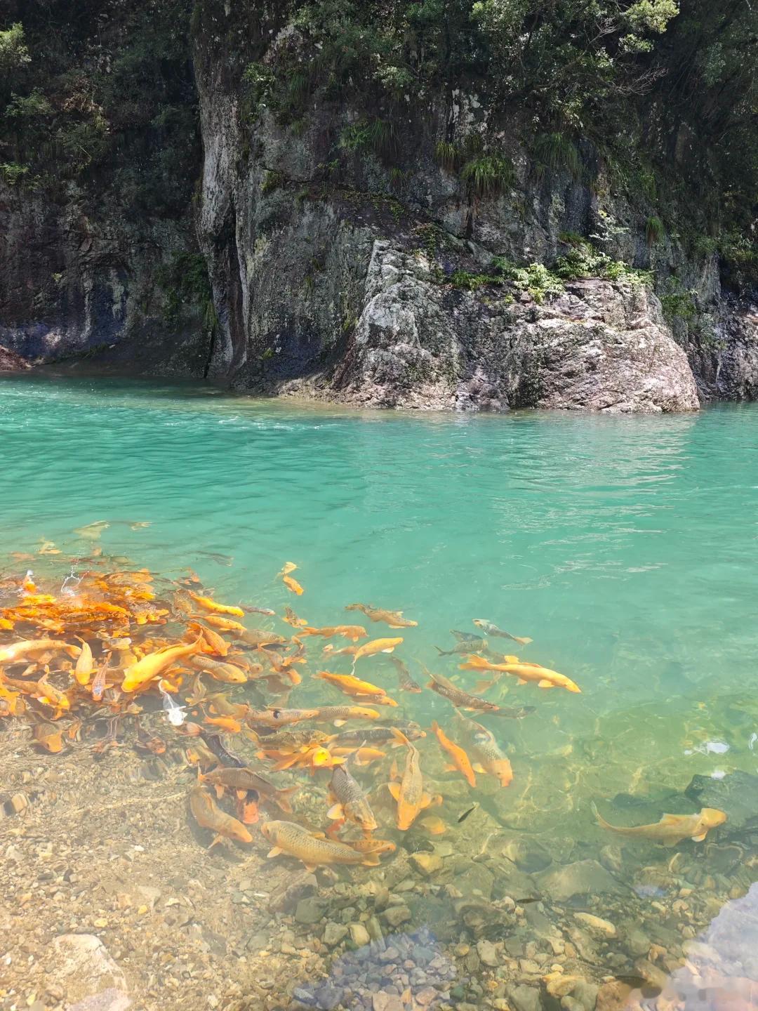 水也太透亮了！一群小鱼在山溪里慢悠悠游着🐟自然风光真的治愈～