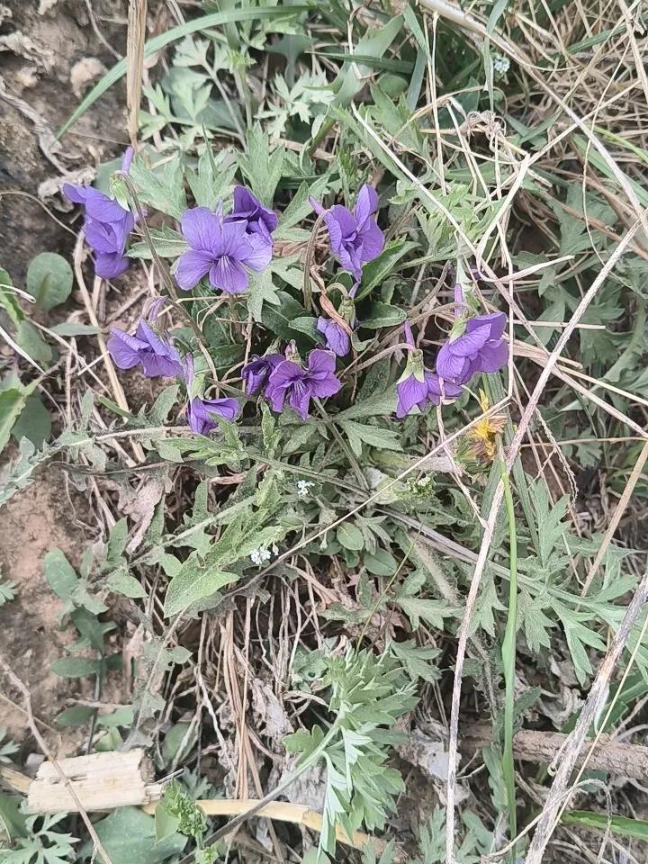 想念一个人的时候，一朵花，一棵草都是他的影子，他的出现让你如获至宝，他的存在，让