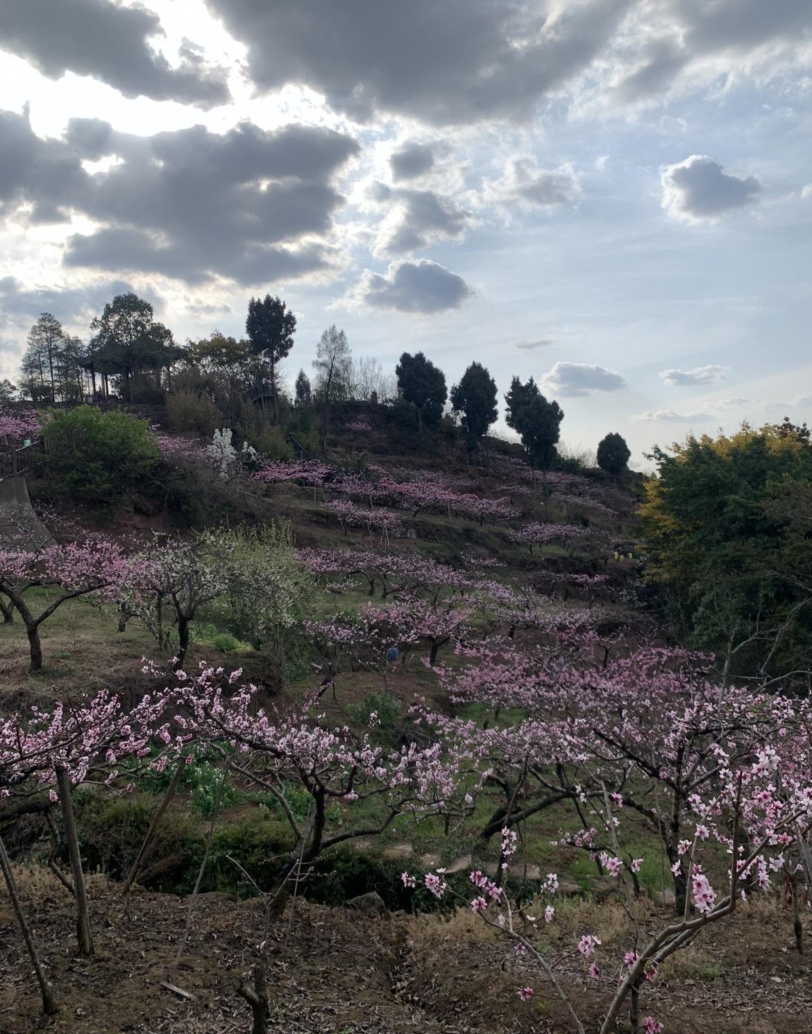 大爷骑行龙泉山，抄近路变成黄泉路！73岁大爷和骑友骑行龙泉山春游赏花，返程时