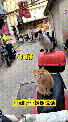 看到这个视频，瞅瞅这两只蹲在电动车上的小猫咪，一个坐后座一个占后备箱，听小姐姐唠