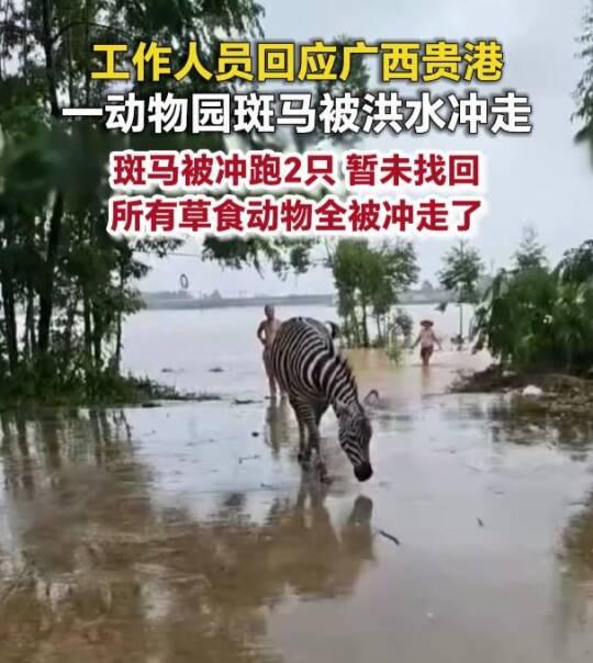 这次广西贵港动物园损失是最大的了吧，动物园被淹之前把猛兽都锁死在园内了，猛兽有4