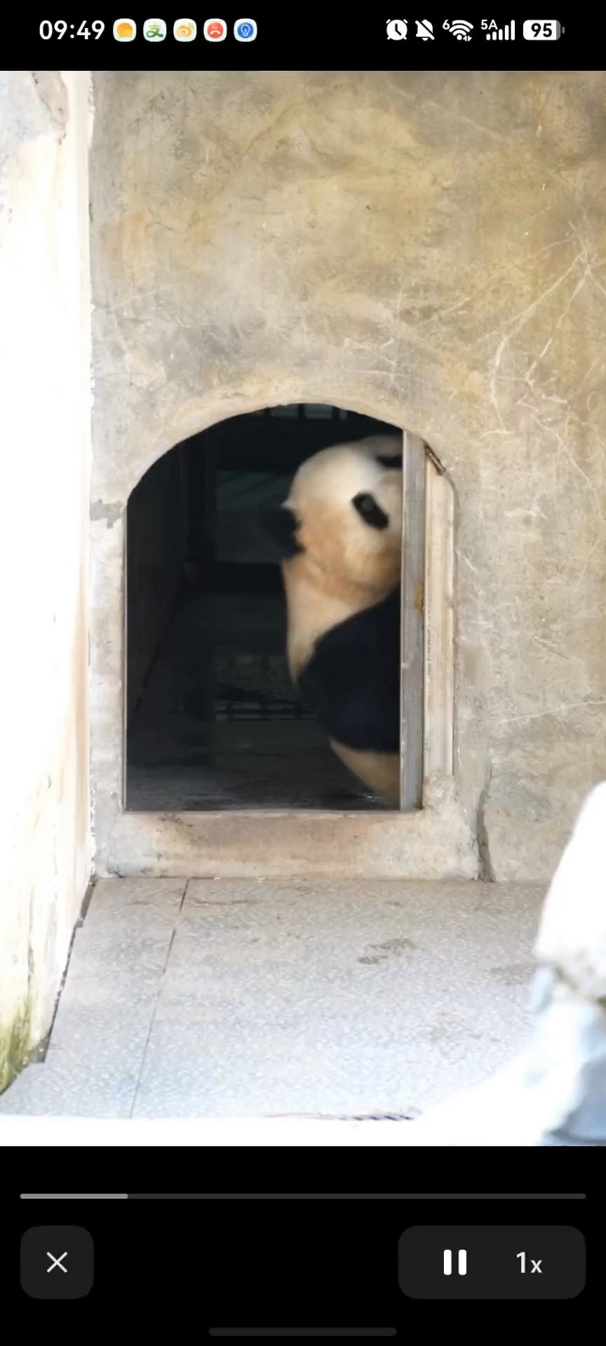 这个是可可，熊猫都很会表达爱意，小月亮动不动亲吻苗苗（奶爸）饲养员。小月亮是认人